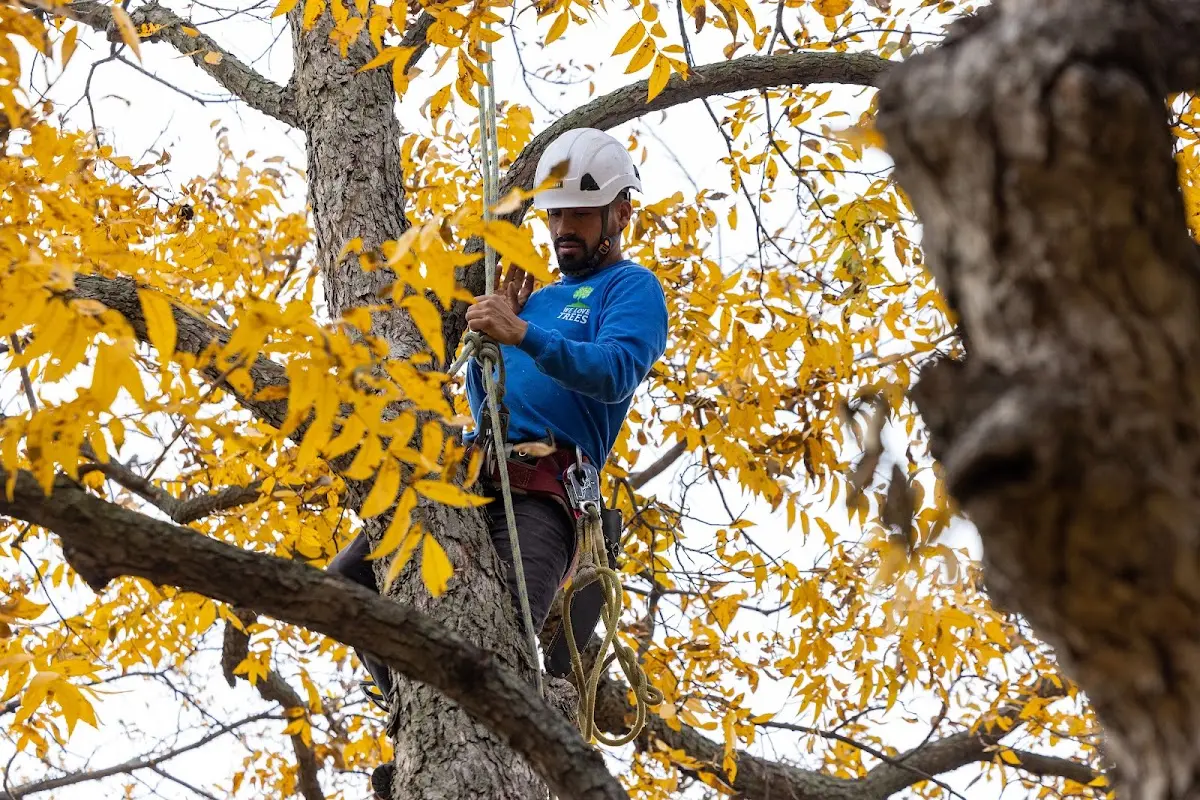 Skilled Storm Damage Cleanup crew working in Spivey