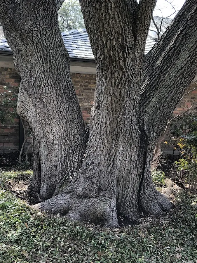 Mature heritage tree close to a Spivey property cared for by certified arborists